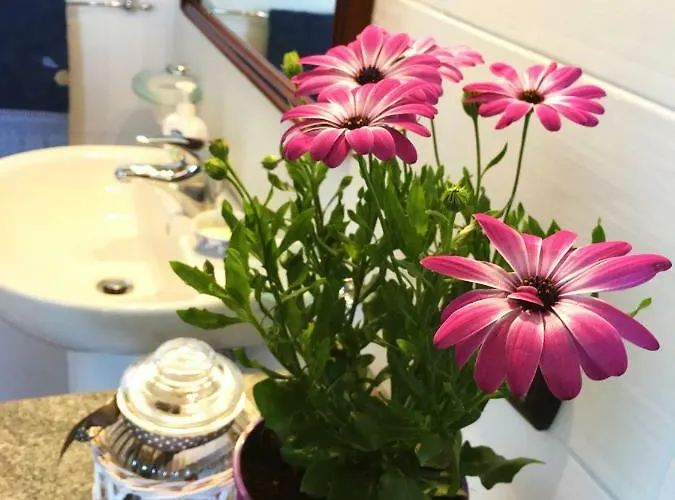 Sa Domo De S'olia * Ozieri